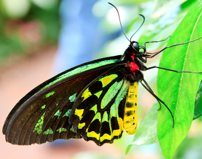 Queen-Alexandras-Birdwing.webp Queen Alexandra's Birdwing butterfly in its natural habitat