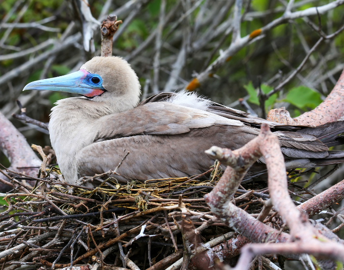 red footed booby bird in a nest