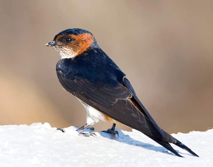 Red-Rumped-Swallow-Cecropis-daurica.webp Red-Rumped Swallow close up