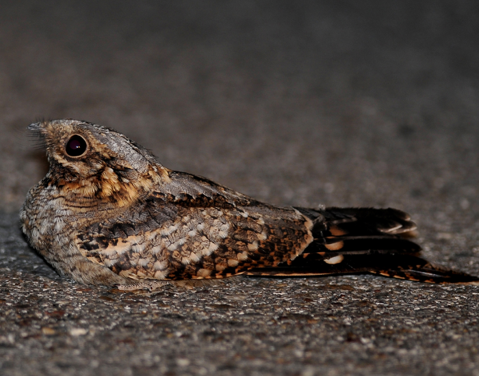 Red-necked Nightjar laying on the ground at night