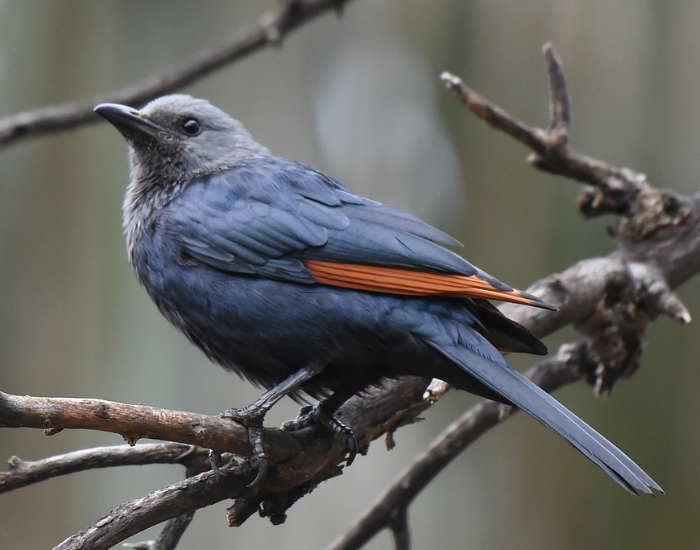 Red-winged-Starling-Onychognathus-morio.webp close up of a Red-winged Starling on a tree