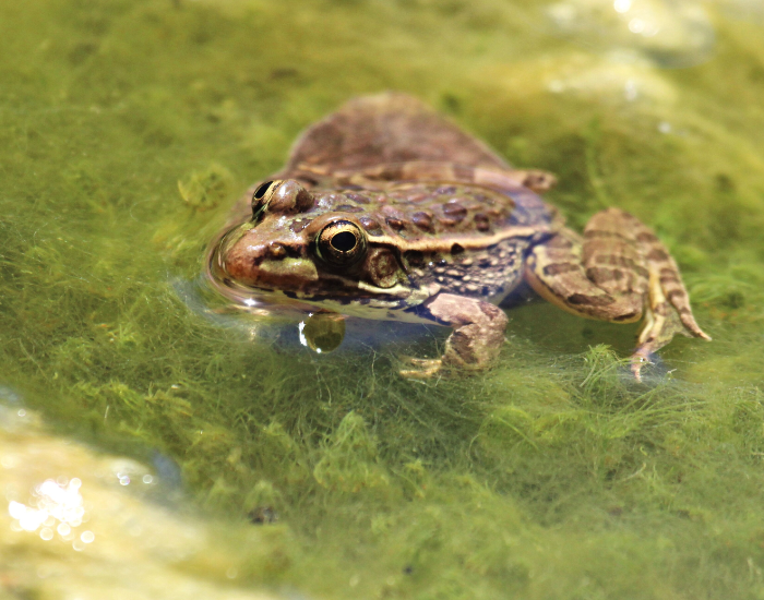 Relict Leopard Frog laying on a pond