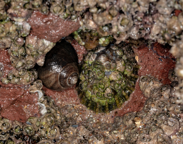 Ribbed-Limpet-Cellana-tramoserica.webp Ribbed Limpet in the wild wet