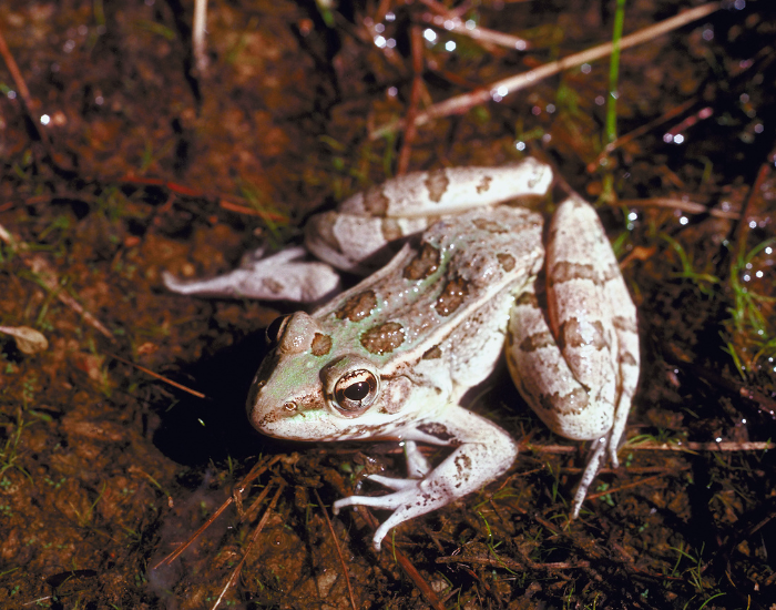 Rio Grande Leopard Frog standing still on the ground