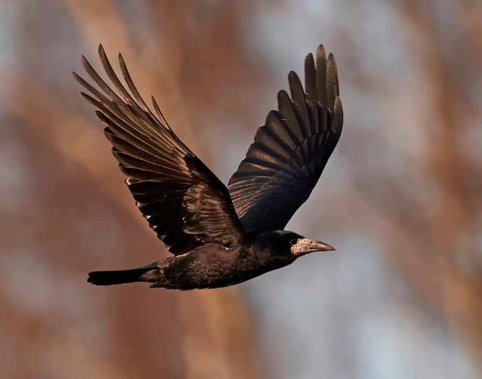Rook-Corvus-frugilegus.webp Rook bird flying