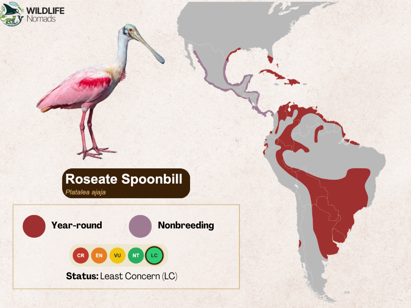 Roseate-Spoonbill-Distribution-map.webp map of the american continents showing the distribution of the roseate spoonbill