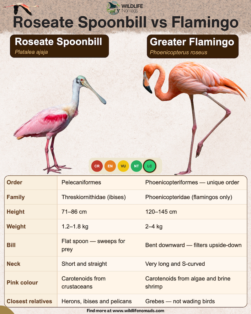 Roseate-Spoonbill-vs-Flamingo-infographic-by-wildlife-nomads.webp Roseate Spoonbill vs Flamingo infographic chart comparing both by size