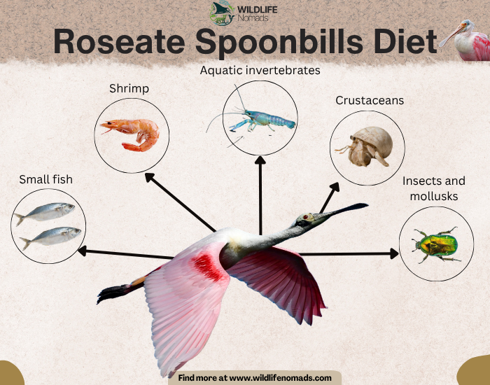 Roseate-Spoonbills-diet-chart.webp Roseate Spoonbills Diet infographic chart