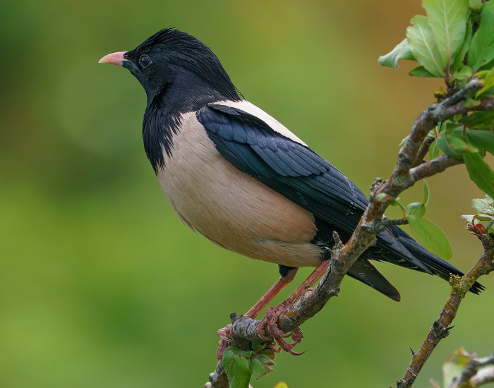 Rosy-Starling-Pastor-roseus.webp close up of a Rosy Starling on. atree