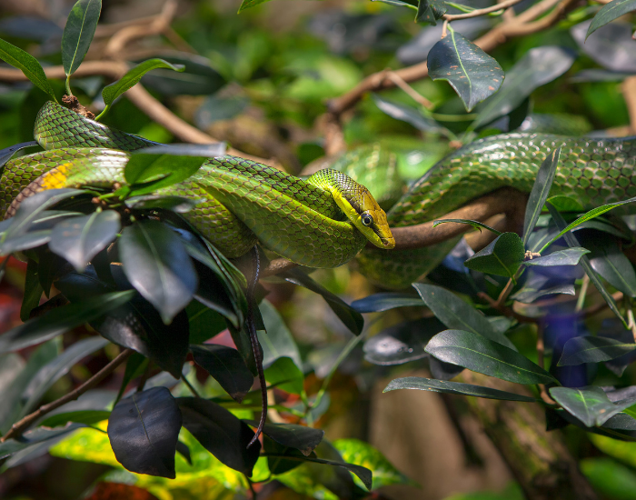 Rough Green Snake in a tree 