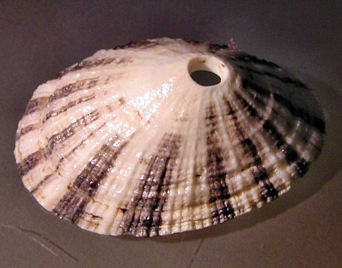 Rough-Keyhole-Limpet-Diodora-aspera.webp close up of a Rough Keyhole Limpet
