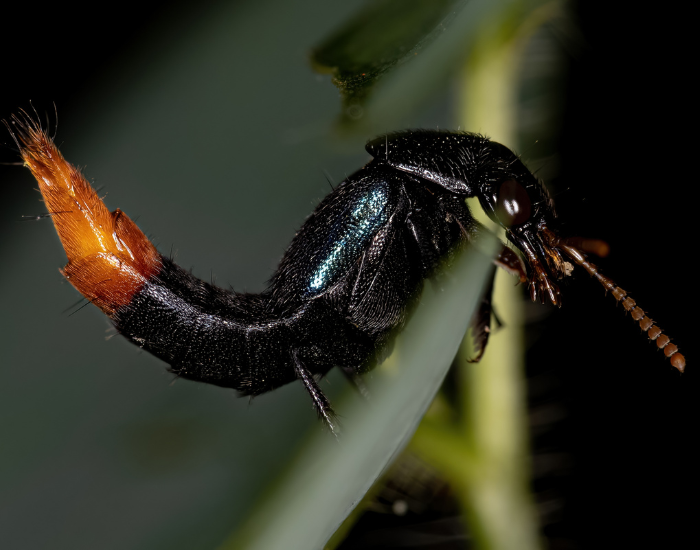 Rove-Beetles.webp close up of a Rove Beetles