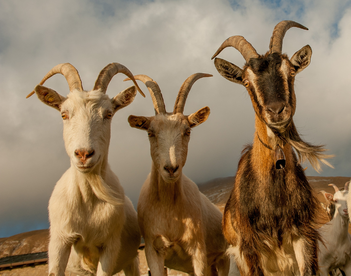 three  Saanen Goats looking at the camera