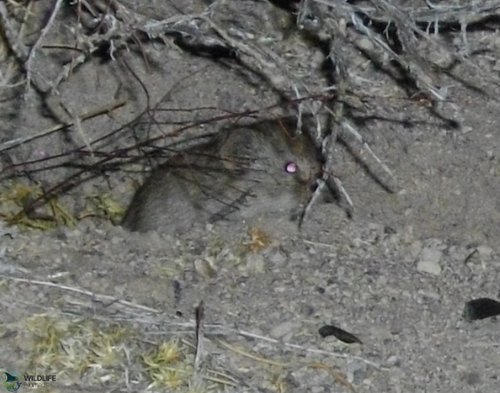 Sagebrush Vole (Lemmiscus curtatus) hidden in the wild natural habitat