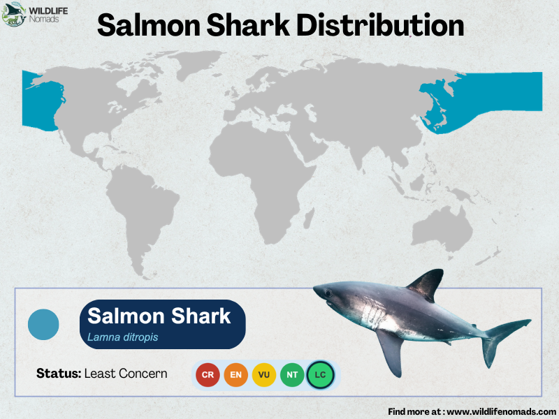 Salmon-Shark-Distribution-map.webp Salmon shark distribution map