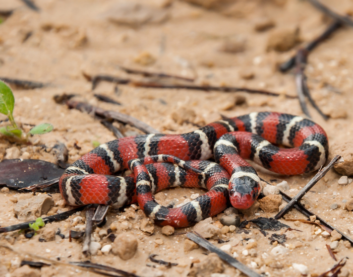 Scarlet Kingsnake on the ground
