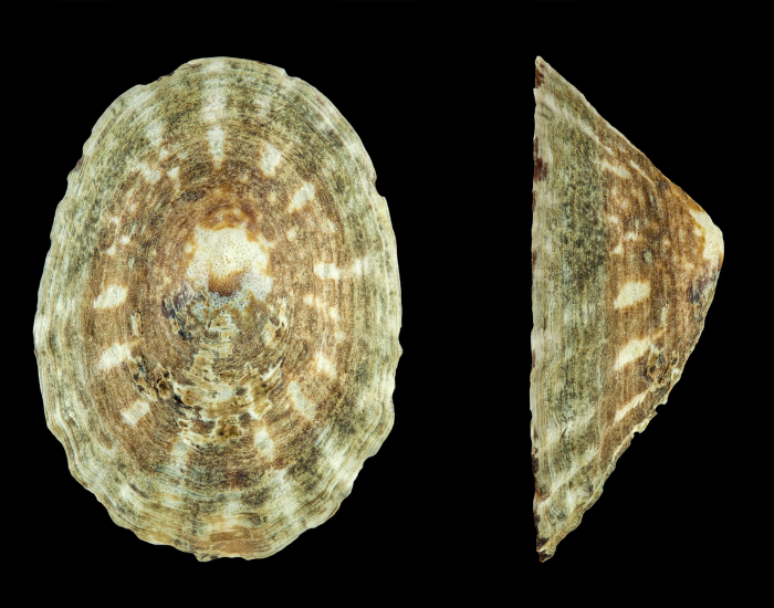 Shield-Limpet-Lottia-pelta.webp Shield Limpet fron and lateral shot with black background