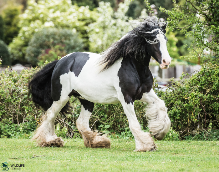 Shire Horse running in a green grass field