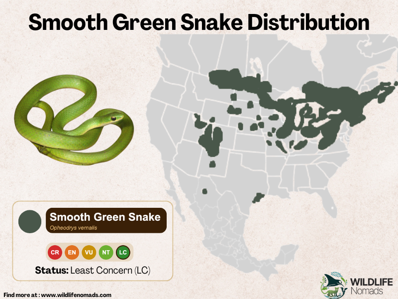 Smooth Green Snake Distribution map showing canada and north america in the US highlighted 