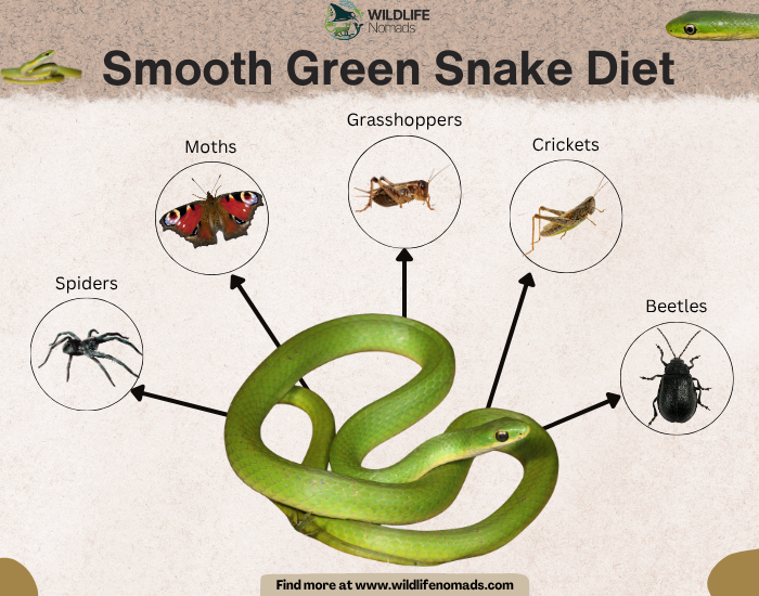 smooth green snake diet