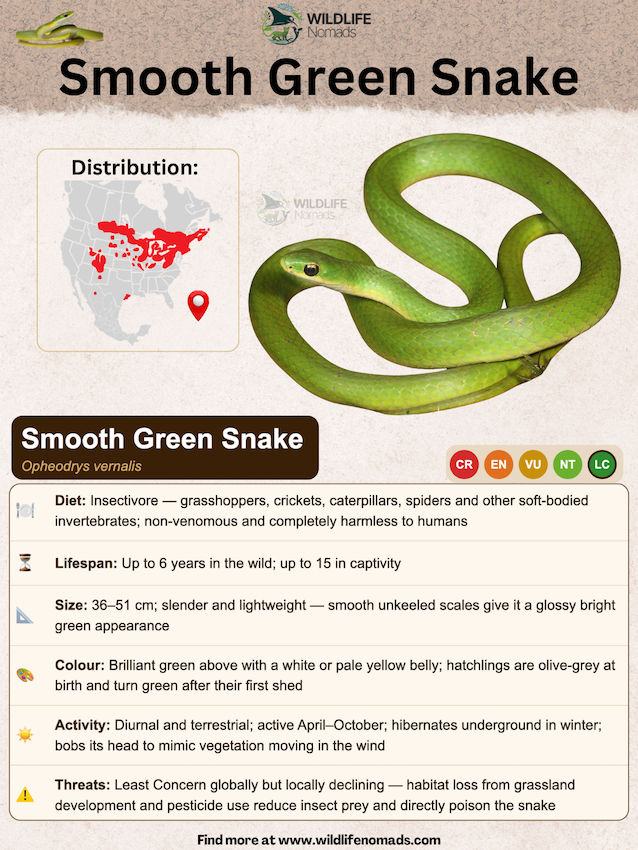 smooth green snake species profile