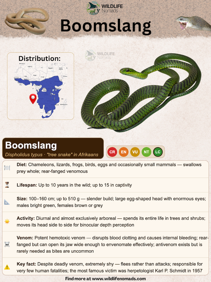 Boomslang species profile showing distribution, diet, etc