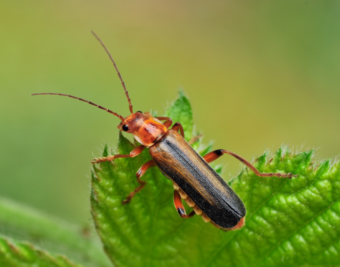 Soldier-Beetle.webp Soldier Beetle on top of a leaf