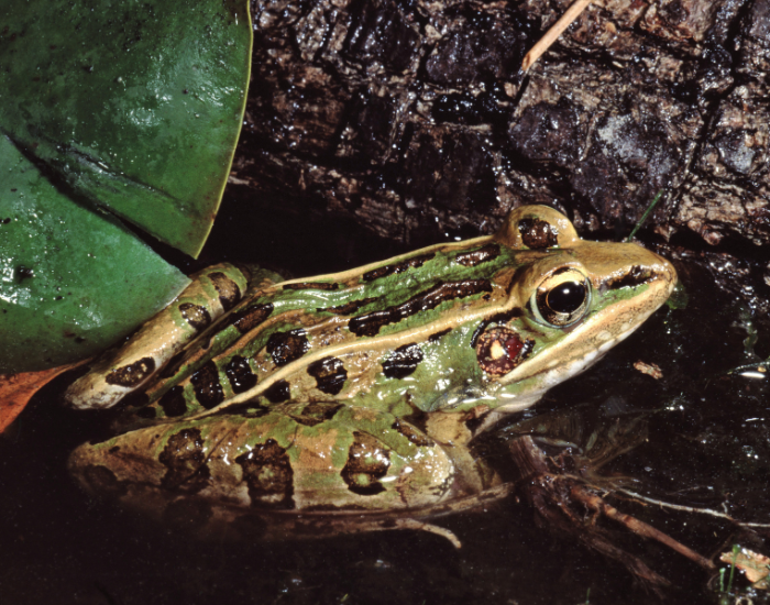 Southern Leopard Frog in its natural habitat