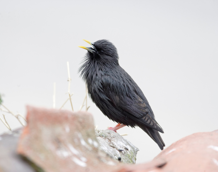 Spotless-Starling-Sturnus-unicolor.webp Spotless Starling on top of a rock