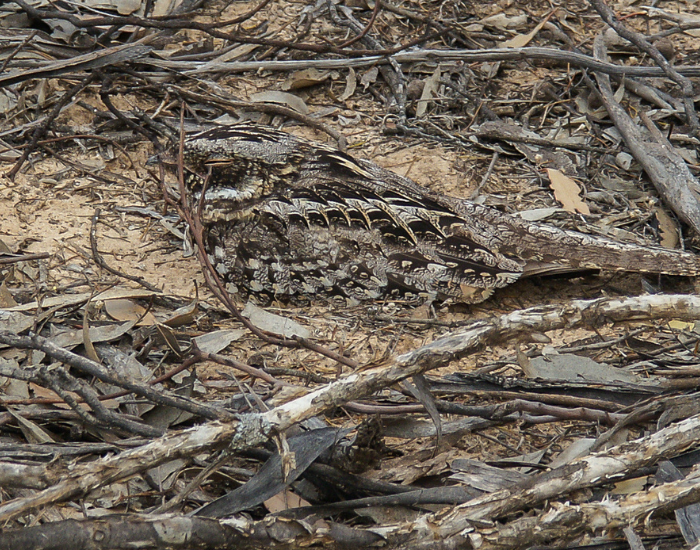 Spotted Nightjar  bird on the ground