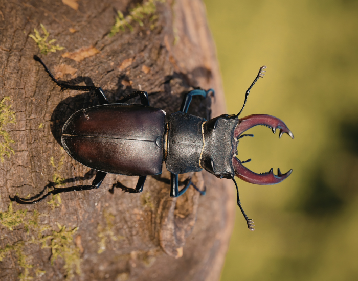 Stag-Beetle.webp close up of a stag beetle standing over wood