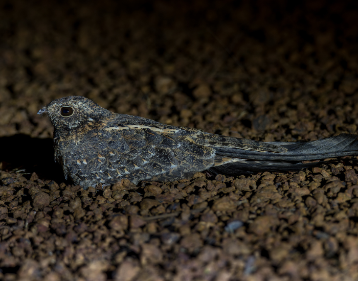Standard-winged Nightjar bird on the ground