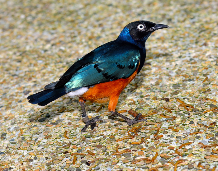 Superb-Starling-Lamprotornis-superbus.webp Superb Starling standing on sand