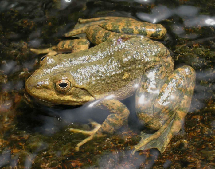 Tarahumara Frog close up in a pond
