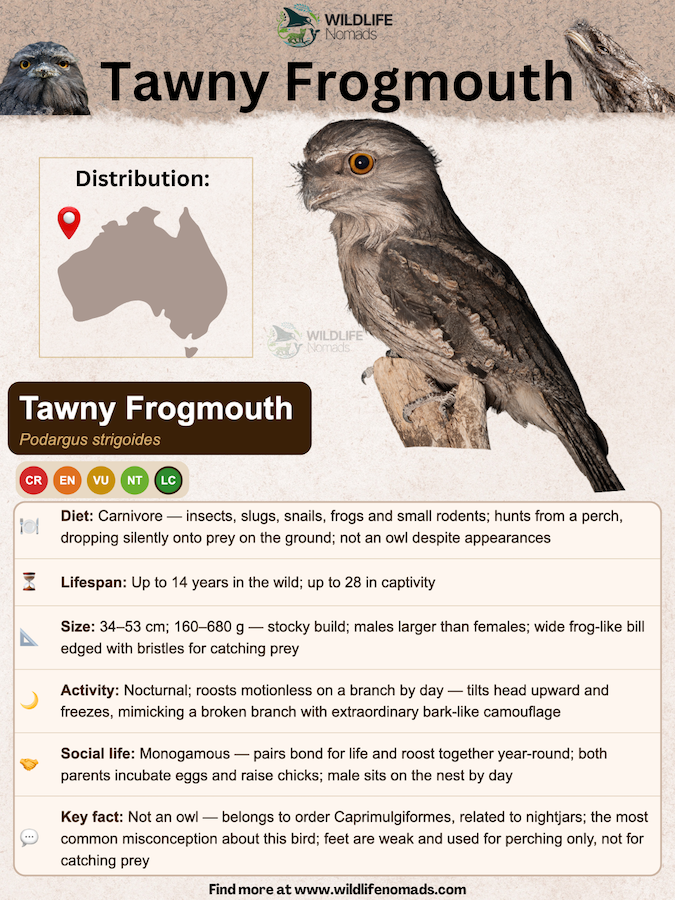 Tawny frogmouth species profile showing important information like distirbution