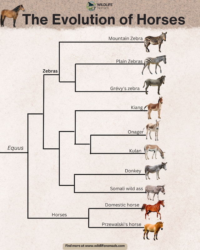 A scientific cladogram titled 'The Evolution of Horses' showing the genetic relationships within the genus Equus. The tree branches into Zebras (Mountain, Plain, Grévy's), Asiatic wild asses (Kiang, Onager, Kulan), Donkeys, and Horses (Domestic and Przewalski's). Each branch features a high-quality image of the specific animal.