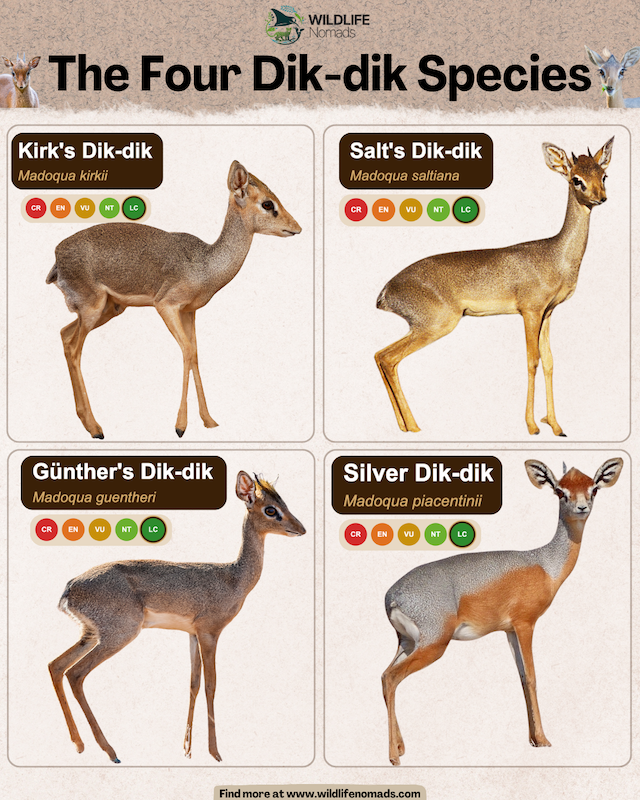 The Four Dik-dik Species infographic showing four of them