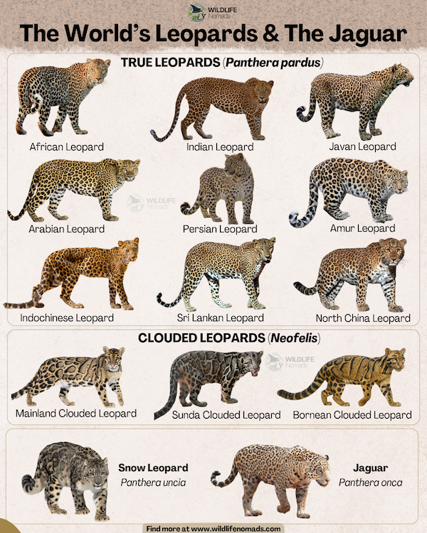 The-Worlds-Leopards-The-Jaguar-INFOGRAPHIC.webp The World’s Leopards & The Jaguar infographic showing 9 subspecies