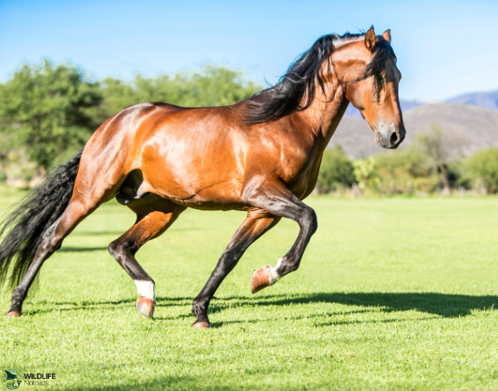 Thoroughbred running in the field