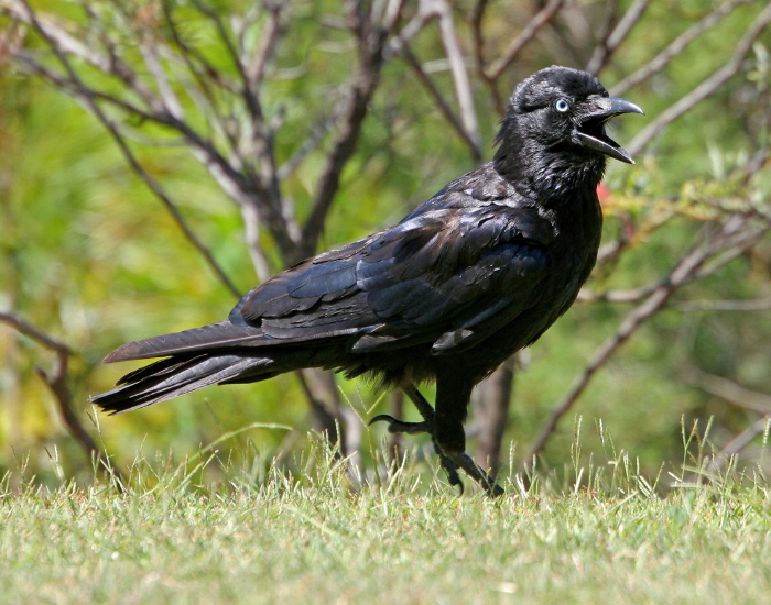 Torresian-Crow-Corvus-orru.webp close up of a Torresian Crow standing on the ground