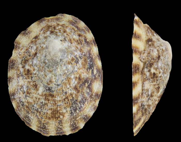 Tortoiseshell-Limpet-Testudinalia-testudinalis.webp Tortoiseshell Limpet close up with a black background
