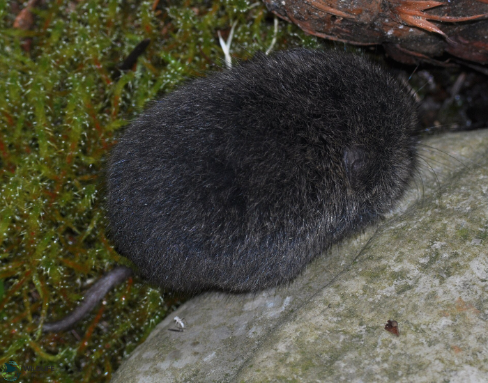close up of a Townsend's Vole at night hiding its head