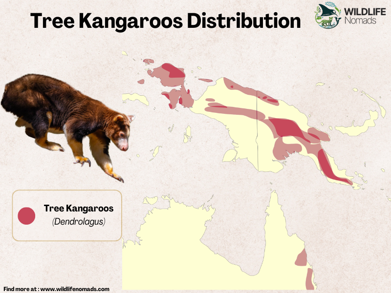 a map showing the distribution on a map for tre kangaroos in nor eat australia and papua new guinea