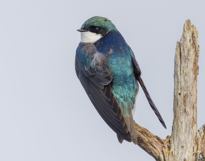 Tree-Swallow-Tachycineta-bicolor.webp Tree Swallow in a tree