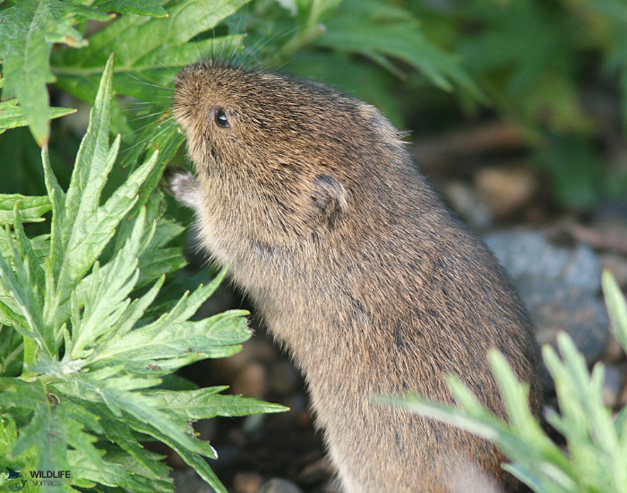 tundra vole feeding on grass