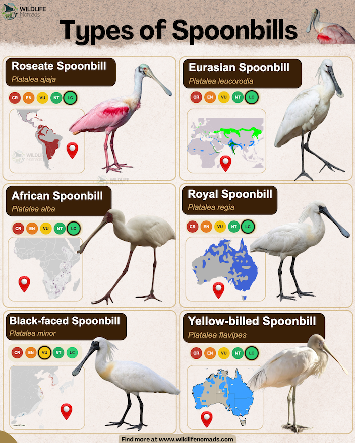 Types-Species-of-Spoonbills.webp Types of Spoonbills infographic chart showing 6 specie s including the royal spoonbill and yellow billed spoonbill
