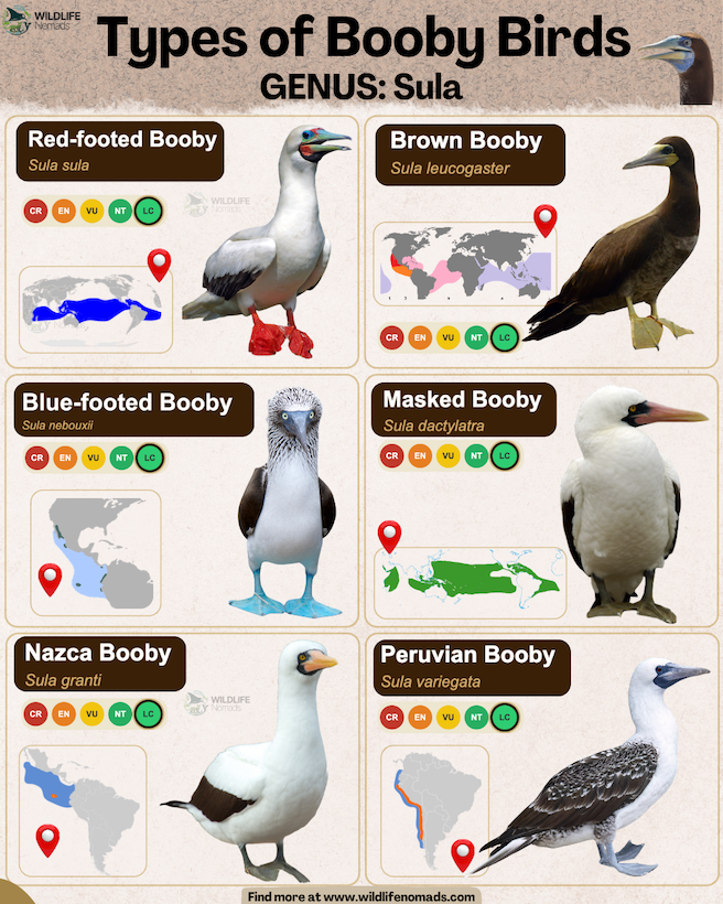 Infographic showing six species of booby birds