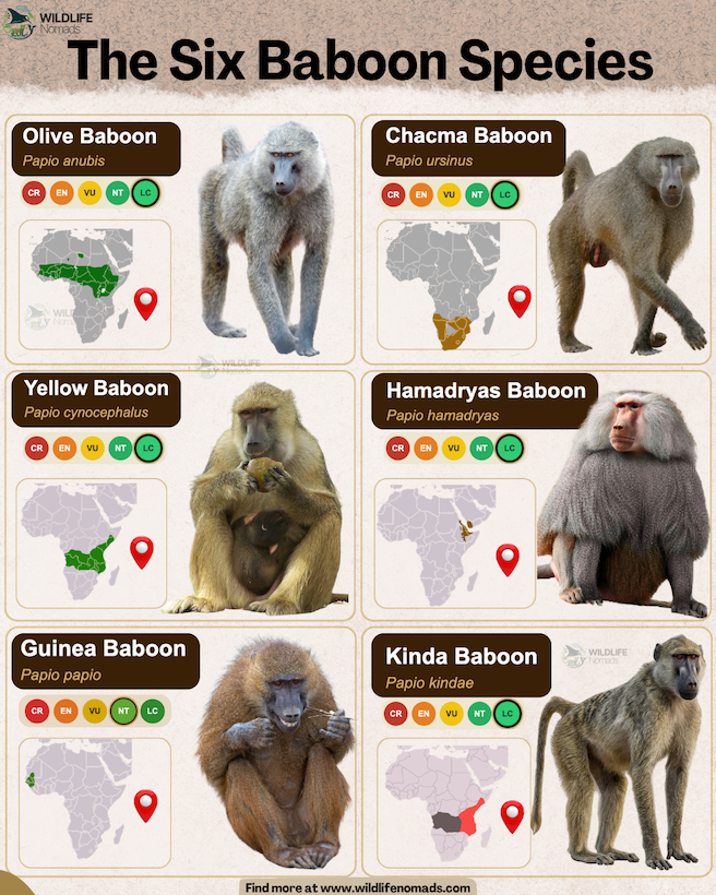 infographic showing The Six Baboon Species