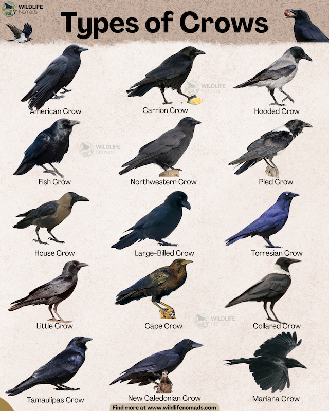 Types-of-Crows-infographic-by-wildlife-nomads.webp Types of Crows bird infographic showing 15 types