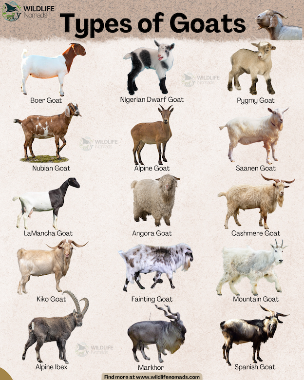 Types of Goats infographic showing 15 types including spanish, alpine ibex, fainting goat , etc